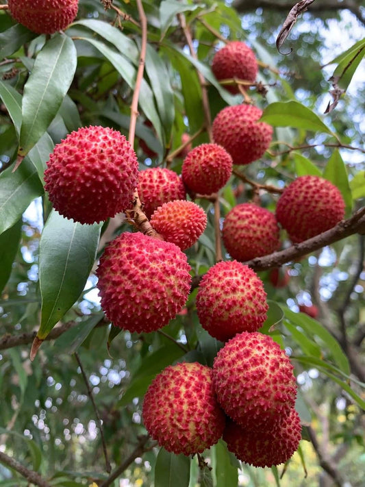 Lychee Fruit Plant /Litchi chinensis