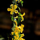 Cat's Claw Creeper Live Plant (Pack of 1) | Fast Growing Yellow Flowering Climber | Dolichandra Unguis-Cati Vine