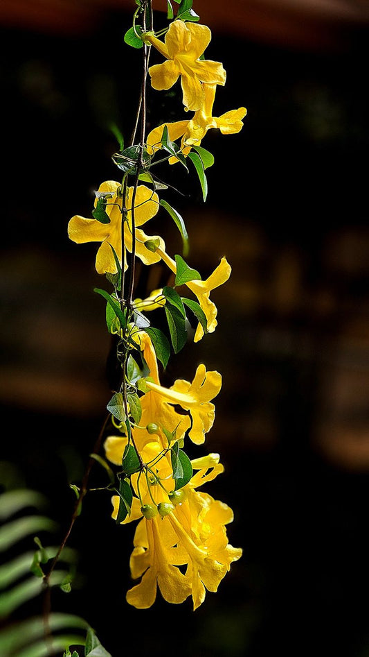 Cat's Claw Creeper Live Plant (Pack of 1) | Fast Growing Yellow Flowering Climber | Dolichandra Unguis-Cati Vine
