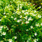 Cuphea Flowering Plant - White