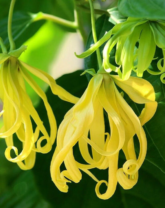 Langi Langi Fragrant Flowering Plant (Ylang - Ylang, Hybrid)