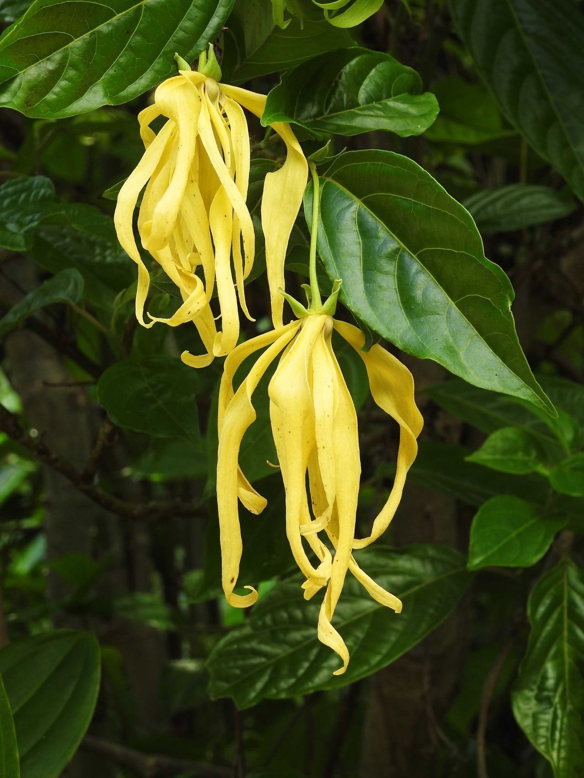 Langi Langi Fragrant Flowering Plant (Ylang - Ylang, Hybrid)