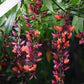 Thumbergia Coccinea Vine Cutting Live Plant | Scarlet Clock Vine Climber
