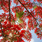 Gulmohar Flowering Plant (Red Gulmohar, Hybrid) Ornamental Plant, Pack of 1