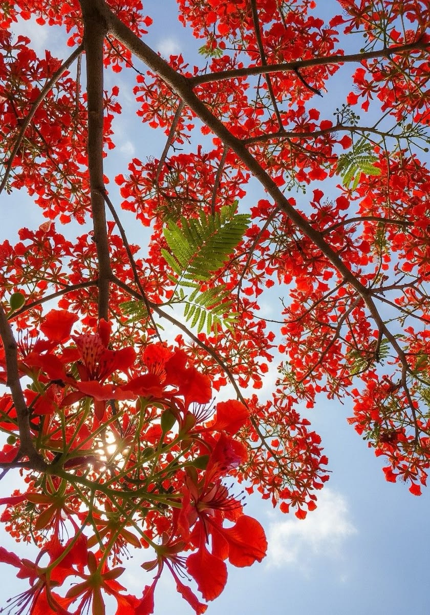 Gulmohar Flowering Plant (Red Gulmohar, Hybrid) Ornamental Plant, Pack of 1