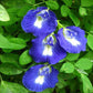 Shangupushpam/Clitoria ternatea Flowering Plant (Blue Single Petal)