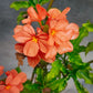 Fire Cracker Flower Live Plant / Crossandra infundibuliformis - Cantaloupe Orange