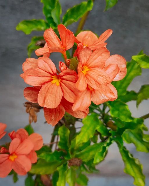 Fire Cracker Flower Live Plant / Crossandra infundibuliformis - Cantaloupe Orange