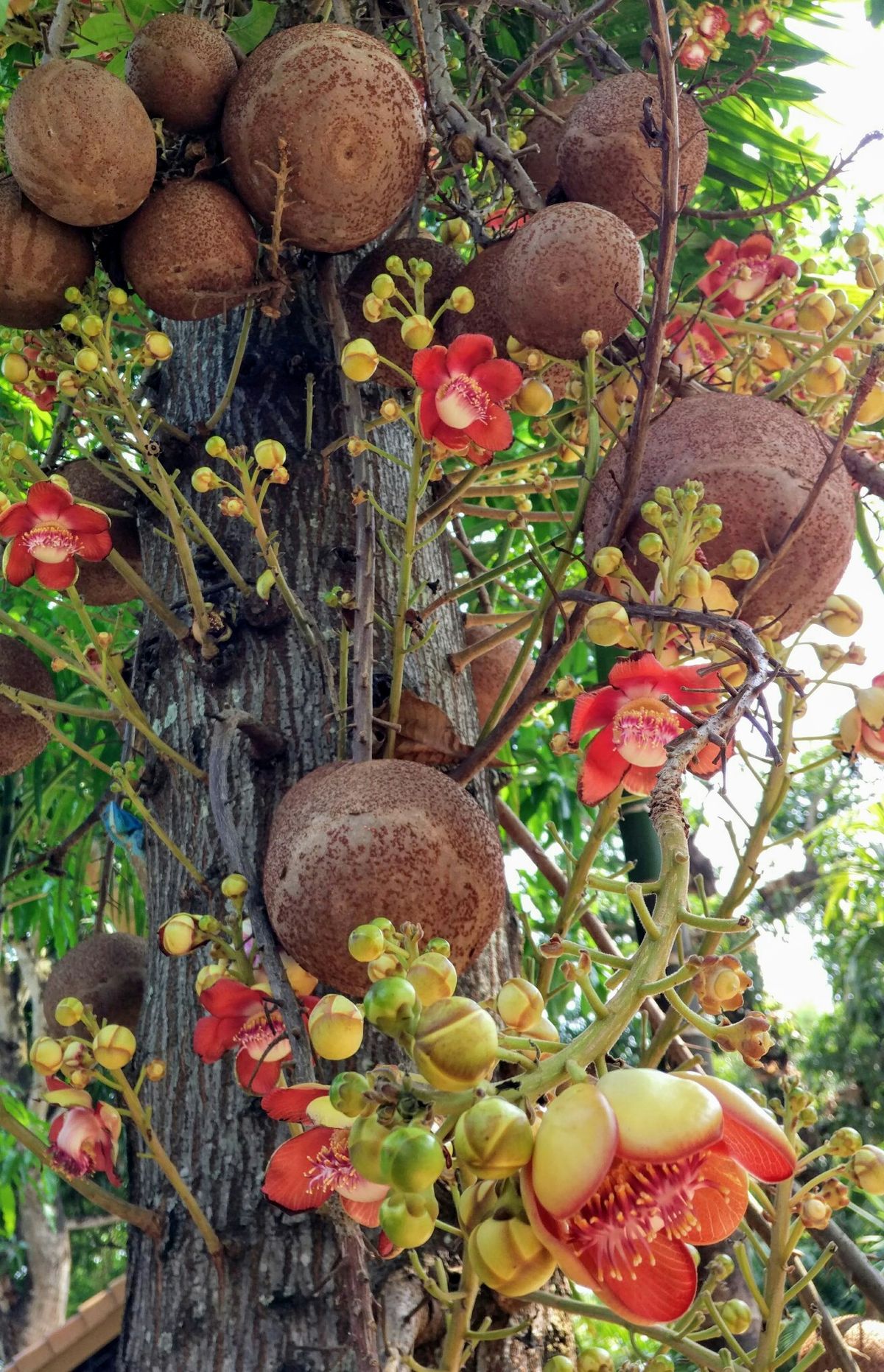 Cannon Ball Tree (Couroupita guianensis) Nagalingam/Shivalingam Medicinal Plant