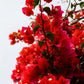 Bougainvillea Flower Plant - Red