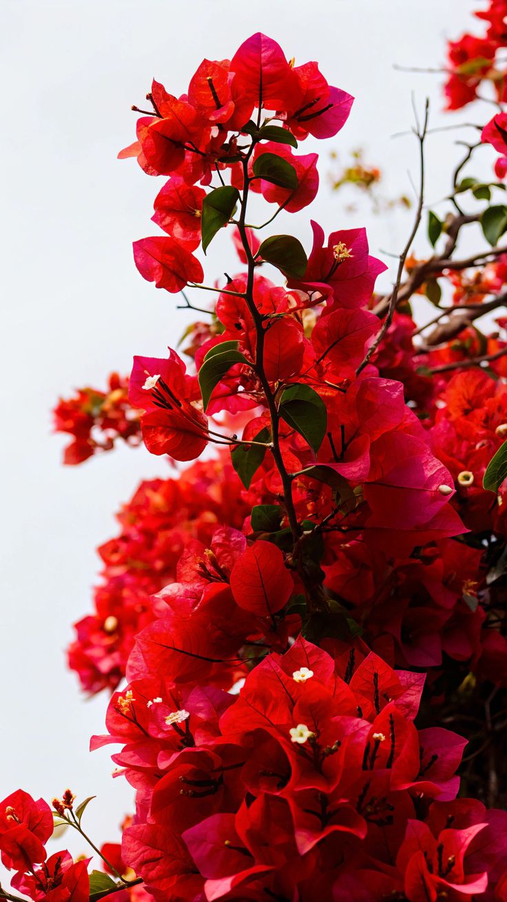 Bougainvillea Flower Plant - Red