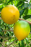 Abiu - Sweet Nipple Abiu - Pouteria caimito - Fruit Plant