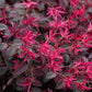 Red Loropetalum Flowering Plant (Chinese Fringe Flower)