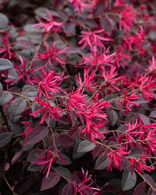 Red Loropetalum Flowering Plant (Chinese Fringe Flower)