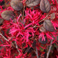 Red Loropetalum Flowering Plant (Chinese Fringe Flower)