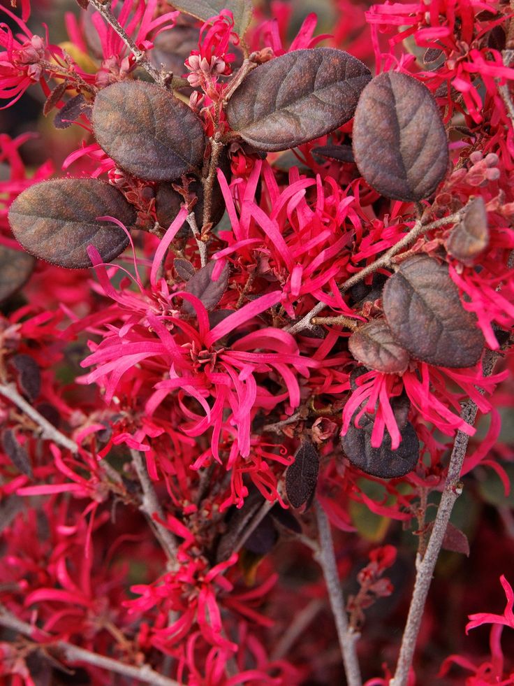 Red Loropetalum Flowering Plant (Chinese Fringe Flower)