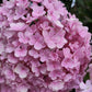Hydrangea Flower Plant - Pink