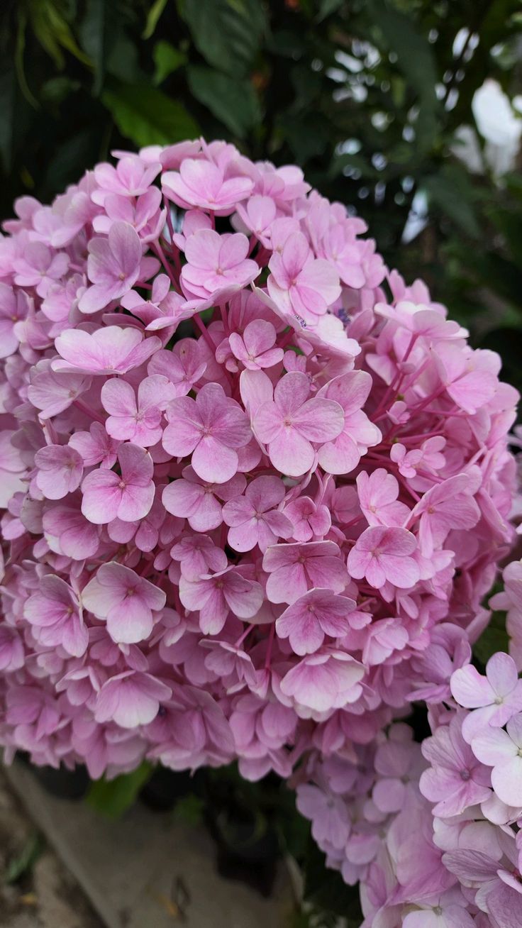 Hydrangea Flower Plant - Pink