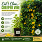 Cat's Claw Creeper Live Plant (Pack of 1) | Fast Growing Yellow Flowering Climber | Dolichandra Unguis-Cati Vine