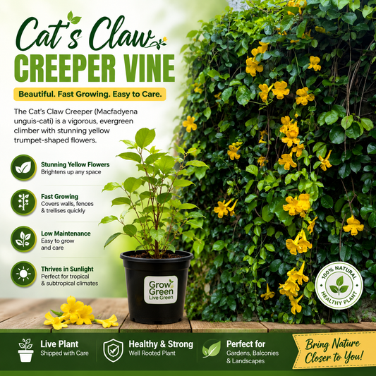 Cat's Claw Creeper Live Plant (Pack of 1) | Fast Growing Yellow Flowering Climber | Dolichandra Unguis-Cati Vine